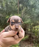 Haku, a male Miniature Dachshund and Chiweenie for sale in Camden, AR – 2 of 9
