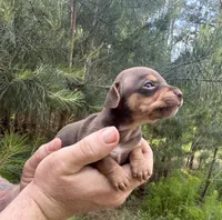 Haku, a male Miniature Dachshund and Chiweenie for sale in Camden, AR – 8 of 9