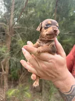 Haku, a male Miniature Dachshund and Chiweenie for sale in Camden, AR – 7 of 9