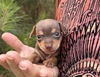 Haku, a male Miniature Dachshund and Chiweenie for sale in Camden, AR – 6 of 9