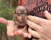 Haku, a male Miniature Dachshund and Chiweenie for sale in Camden, AR – 5 of 9