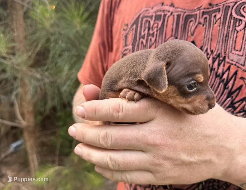Haku – Miniature Dachshund, Chiweenie puppy for sale in Camden, AR