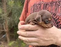 Haku, a male Miniature Dachshund and Chiweenie for sale in Camden, AR – 1 of 9