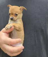 Bella , a female Chihuahua for sale in Camden, AR – 5 of 7