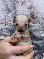 Montezuma, a female Chihuahua for sale in Benton, PA – Photo 1 of 9