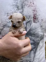 Montezuma, a female Chihuahua for sale in Benton, PA – Photo 6 of 9