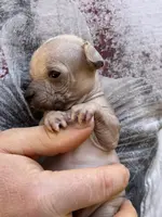 Montezuma, a female Chihuahua for sale in Benton, PA – Photo 2 of 9