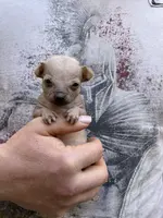 Montezuma, a female Chihuahua for sale in Benton, PA – Photo 5 of 9