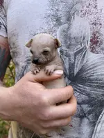Montezuma, a female Chihuahua for sale in Benton, PA – Photo 7 of 9