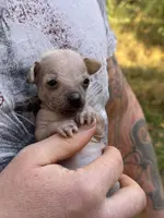 Montezuma, a female Chihuahua for sale in Benton, PA – Photo 9 of 9