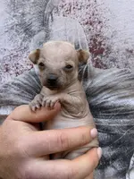 Montezuma, a female Chihuahua for sale in Benton, PA – Photo 4 of 9