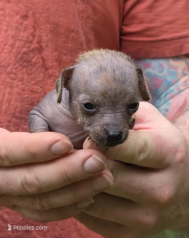 Kaida – Xoloitzcuintli, Chihuahua puppy for sale in Camden, AR