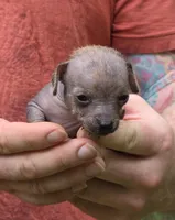 Kaida, a female Xoloitzcuintli and Chihuahua for sale in Camden, AR – 1 of 2
