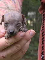 Kaida, a female Xoloitzcuintli and Chihuahua for sale in Camden, AR – 2 of 2