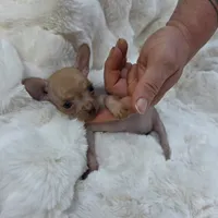 Whisper , a male Xoloitzcuintli and Chihuahua for sale in Camden, AR – 2 of 9