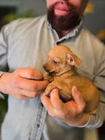 Brandy, a male Chihuahua for sale in Benton, PA – Photo 6 of 10