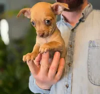Brandy, a male Chihuahua for sale in Benton, PA – Photo 1 of 10