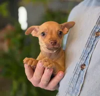 Brandy, a male Chihuahua for sale in Benton, PA – Photo 8 of 10