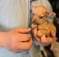 Brandy, a male Chihuahua for sale in Benton, PA – Photo 4 of 10