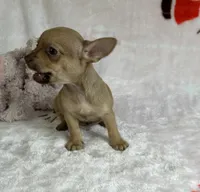 Brandy, a male Chihuahua for sale in Benton, PA – Photo 9 of 10