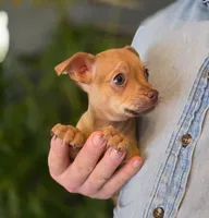 Brandy, a male Chihuahua for sale in Benton, PA – Photo 2 of 10