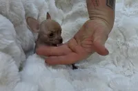 Whisper , a male Xoloitzcuintli and Chihuahua for sale in Camden, AR – 4 of 9