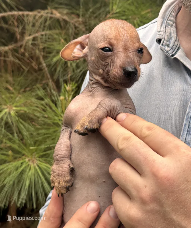 Mummytroll   – Xoloitzcuintli, Chihuahua puppy for sale in Camden, AR