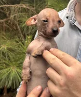 Mummytroll  , a male Xoloitzcuintli and Chihuahua for sale in Camden, AR – 1 of 10
