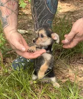Bingo, a male Chihuahua and Chinese Crested for sale in Camden, AR – 2 of 9