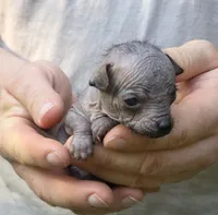 Tozi, a female Xoloitzcuintli and Chihuahua for sale in Camden, AR – 6 of 8