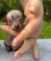 Xipil, a male Xoloitzcuintli and Chihuahua for sale in Camden, AR – 4 of 4