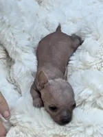 Cleo, a female Xoloitzcuintli and Chihuahua for sale in Camden, AR – 8 of 8