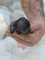 Onyx, a female Xoloitzcuintli and Chihuahua for sale in Camden, AR – 7 of 8