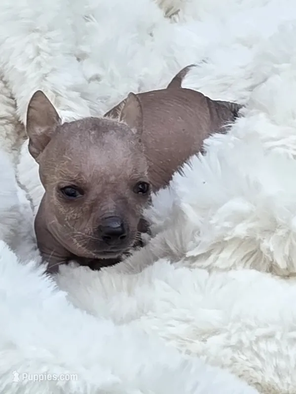 Cleo – Xoloitzcuintli, Chihuahua puppy for sale in Camden, AR