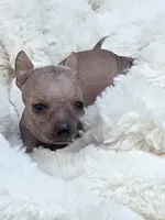 Cleo, a female Xoloitzcuintli and Chihuahua for sale in Camden, AR – 1 of 8