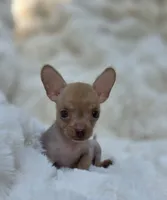 Whisper , a male Xoloitzcuintli and Chihuahua for sale in Camden, AR – 6 of 9