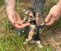 Bingo, a male Chihuahua and Chinese Crested for sale in Camden, AR – 5 of 9