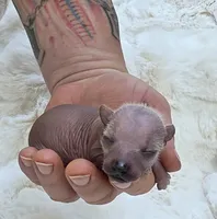 Blondy, a female Xoloitzcuintli and Chihuahua for sale in Camden, AR – 8 of 9