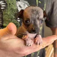 Bravo, a male Xoloitzcuintli and Chihuahua for sale in Benton, PA – Photo 5 of 6