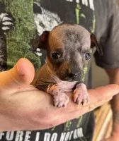 Bravo, a male Xoloitzcuintli and Chihuahua for sale in Benton, PA – Photo 5 of 6