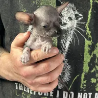 Bravo, a male Xoloitzcuintli and Chihuahua for sale in Benton, PA – Photo 2 of 6