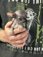 Bravo, a male Xoloitzcuintli and Chihuahua for sale in Benton, PA – Photo 2 of 6
