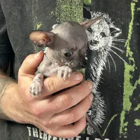 Bravo, a male Xoloitzcuintli and Chihuahua for sale in Benton, PA – Photo 4 of 6