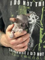 Bravo, a male Xoloitzcuintli and Chihuahua for sale in Benton, PA – Photo 4 of 6