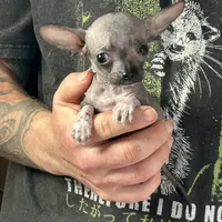 Bravo, a male Xoloitzcuintli and Chihuahua for sale in Benton, PA – Photo 3 of 6