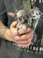 Bravo, a male Xoloitzcuintli and Chihuahua for sale in Benton, PA – Photo 3 of 6