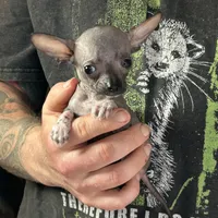 Bravo, a male Xoloitzcuintli and Chihuahua for sale in Benton, PA – Photo 1 of 6