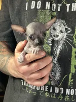 Bravo, a male Xoloitzcuintli and Chihuahua for sale in Benton, PA – Photo 1 of 6