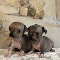 Bravo, a male Xoloitzcuintli and Chihuahua for sale in Benton, PA – Photo 6 of 6
