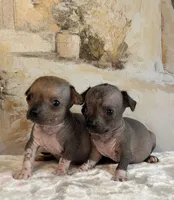Bravo, a male Xoloitzcuintli and Chihuahua for sale in Benton, PA – Photo 6 of 6